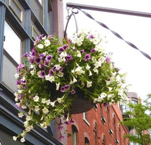 Downtown Committee hanging basket